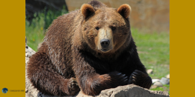 A big brown grizzly bear