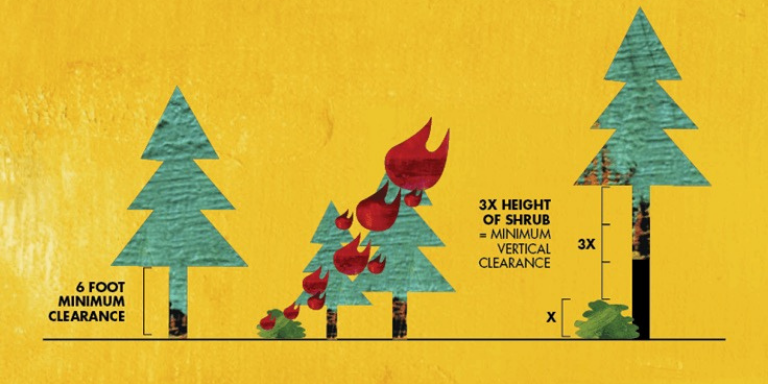 Drawing of trees to depict fuel ladders and how they allow flames to climb