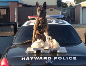 HPD Narcotics Enforcement