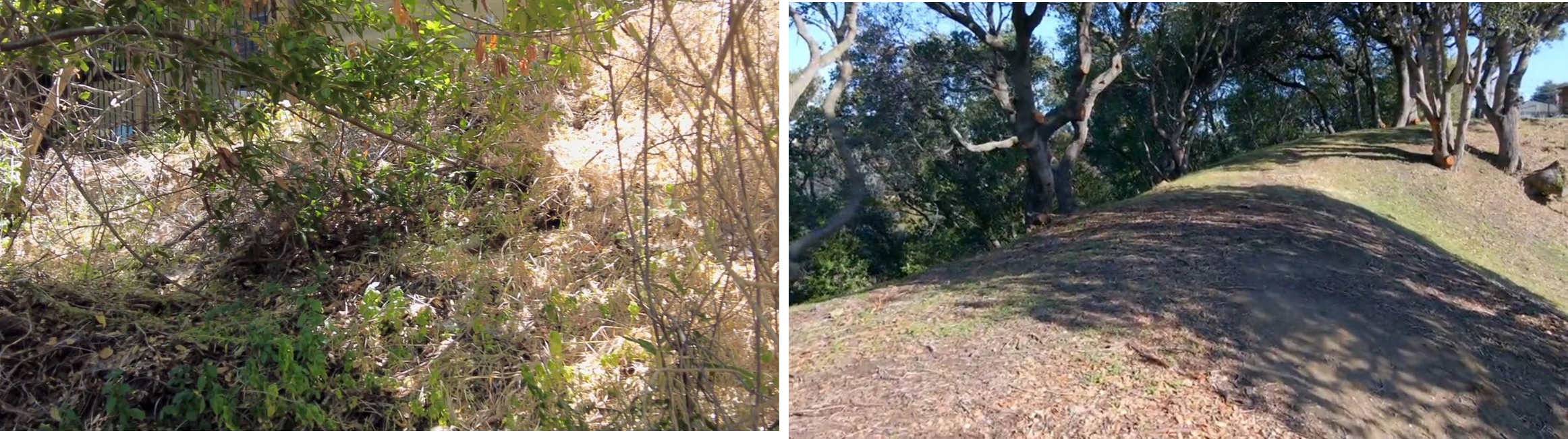 Defensible space project before and after of Memorial Park