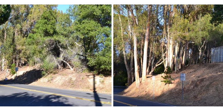 defensible space project before and after of Hansen Rd.