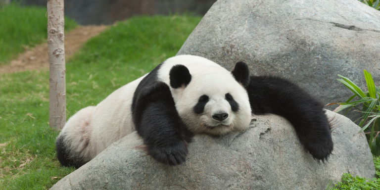 Panda laying ona big grey rock