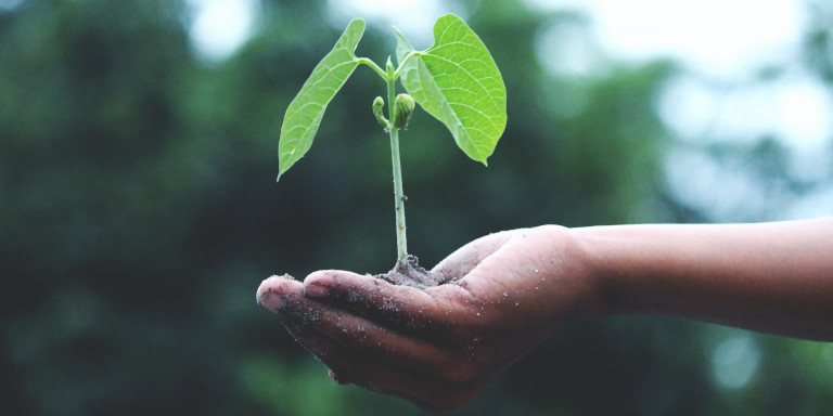 A hand holding a sprouted seed