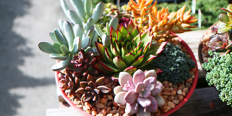A bowl full of multiple succulents