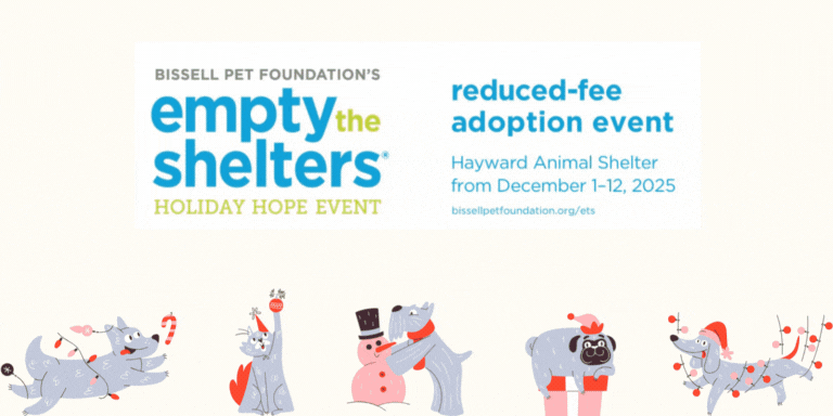 Flyers for animal shelter events