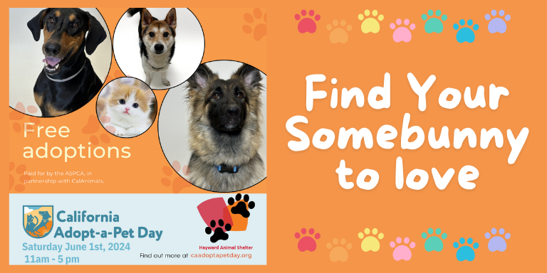 Dogs and cats available for adoption