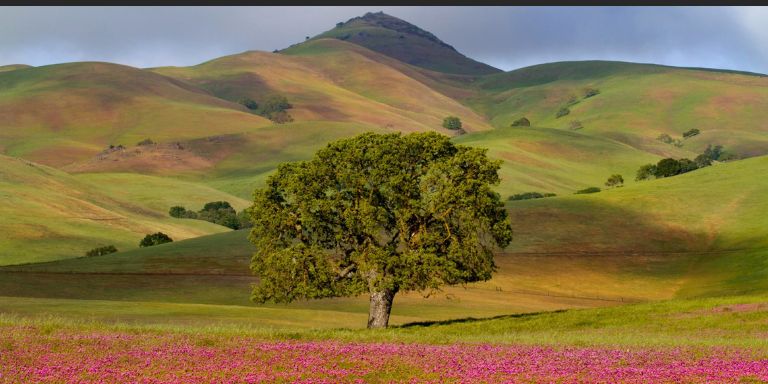 Green mountains and a tree