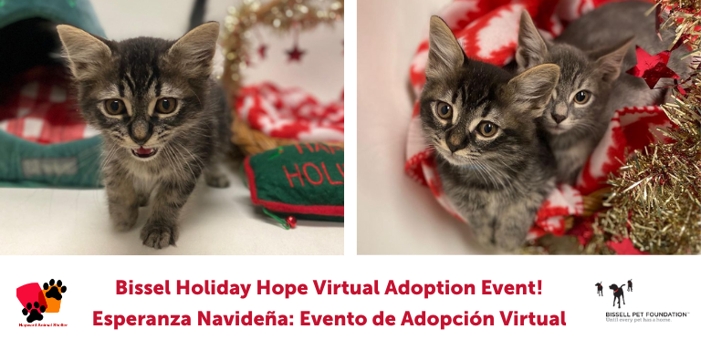 Cat Adoption Team Services - Home