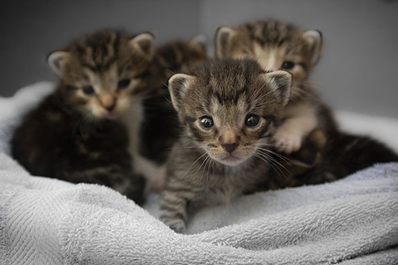 Close-up several tabby kittens snuggled together on a blanket