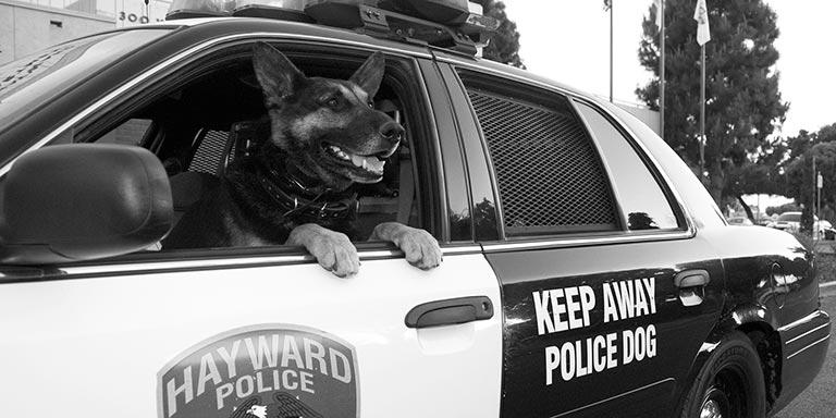 Keep Away Police Dogs