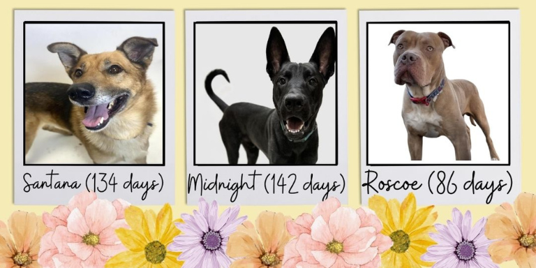 Photo of three dogs available for adoption