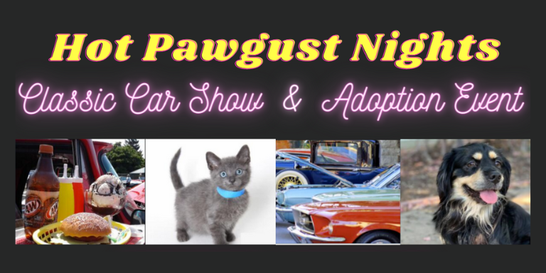 Food on a car, a grey kitten, classic cars and a puppy