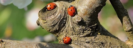 Lady Bugs
